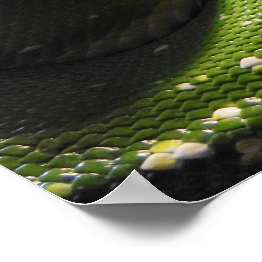 Poster Python à arbre vert (Coin)