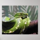Poster Python à arbre vert (Devant)