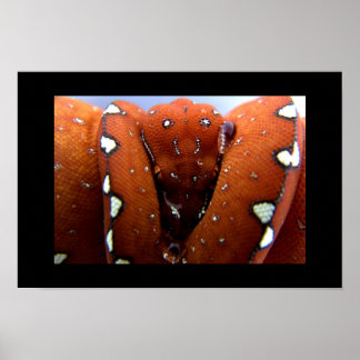 Poster Python à arbre vert