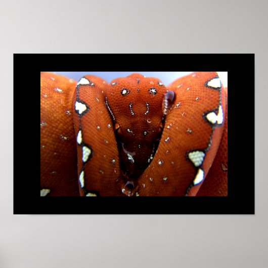 Poster Python à arbre vert (Devant)