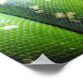 Poster Python à arbre vert (Coin)