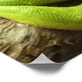 Poster Python à arbre vert (Coin)