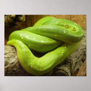 Poster Python à arbre vert