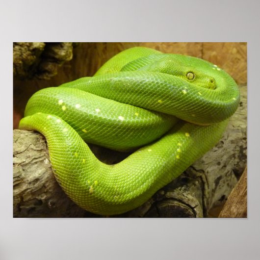 Poster Python à arbre vert (Devant)