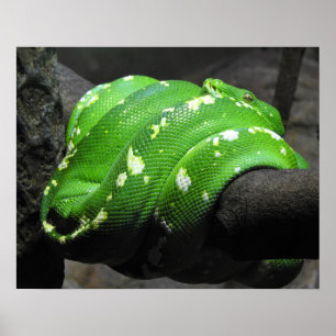 Poster Python à arbre vert
