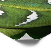 Poster Python à arbre vert (Coin)