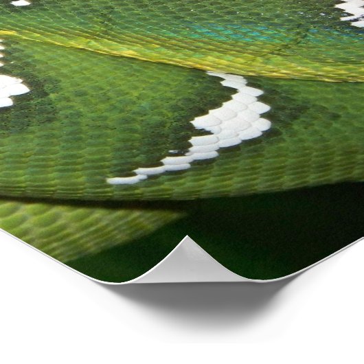 Poster Python à arbre vert (Coin)