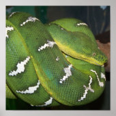 Poster Python à arbre vert (Devant)