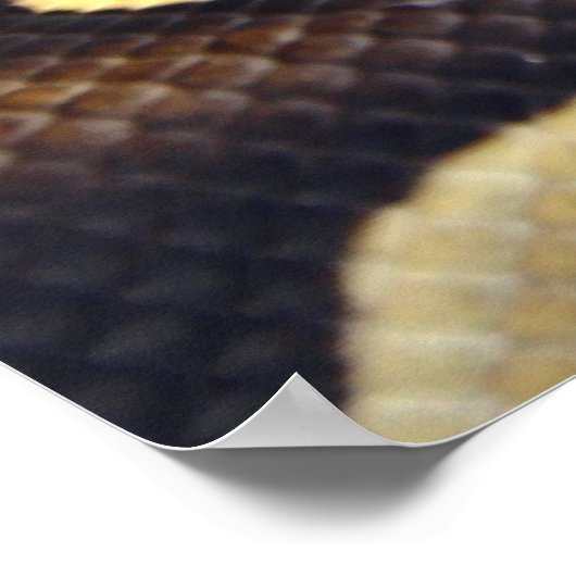 Poster Python à balle jaune et noir 3 (Coin)