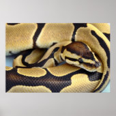 Poster Python à balle jaune et noir 3 (Devant)
