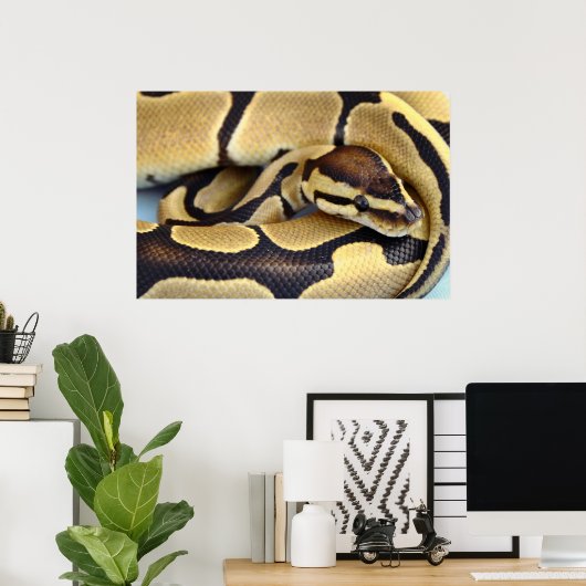 Poster Python à balle jaune et noir 3 (Bureau à domicile)