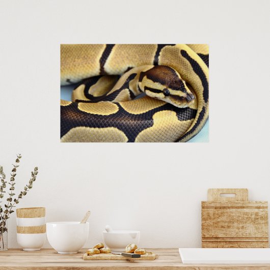 Poster Python à balle jaune et noir 3 (Cuisine)