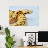 Poster Python à balle jaune gros (Bureau à domicile)