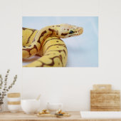 Poster Python à balle jaune gros (Cuisine)