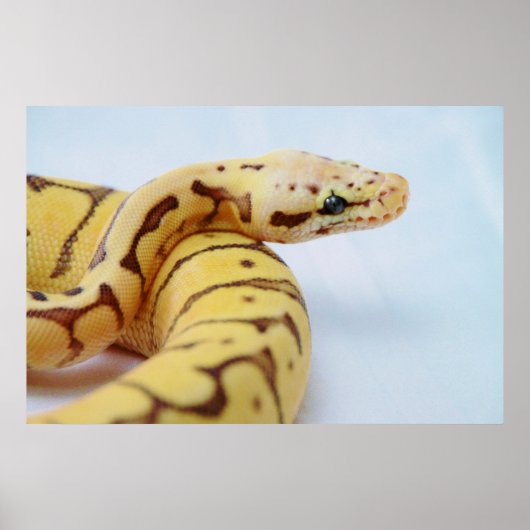 Poster Python à balle jaune gros (Devant)
