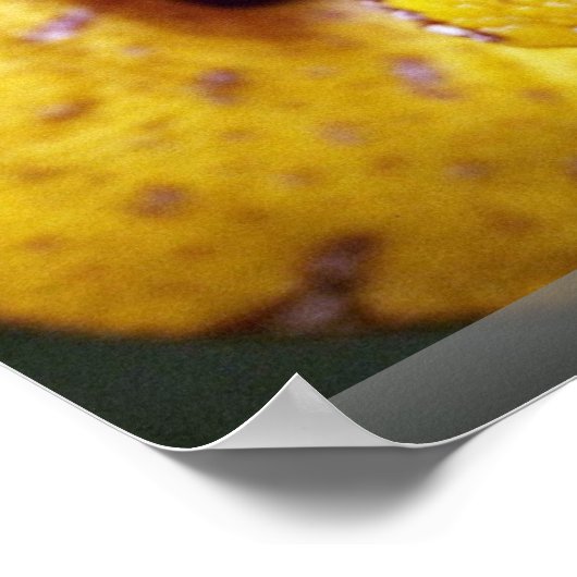 Poster Python aux arbres jaunes, bébé (Coin)