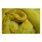 Poster Python birman jaune (Devant)