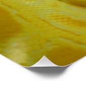 Poster Python birman jaune (Coin)