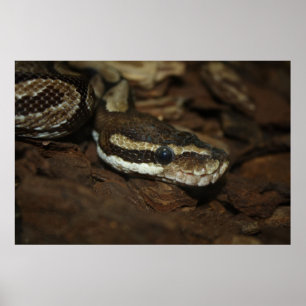 Poster Python Brown