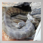 Poster Python de Stimson (Devant)