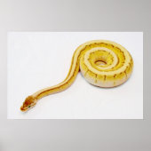 Poster Python jaune clair (Devant)