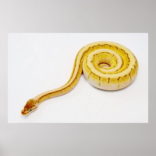 Poster Python jaune clair (Devant)