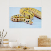 Poster Python jaune et noir 2 (Cuisine)