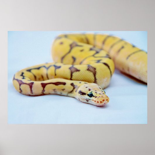 Poster Python jaune et noir 2 (Devant)