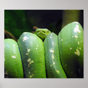 Poster Python vert d'arbre