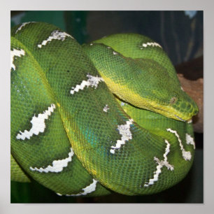 Poster Python vert d'arbre