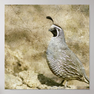Poster Quail