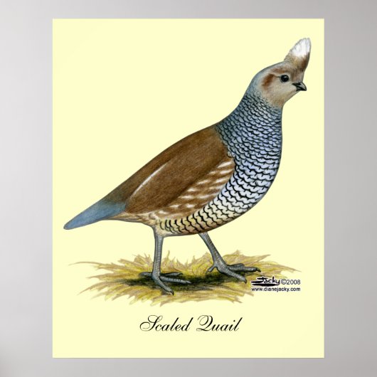 Poster Quail à échelle (Devant)