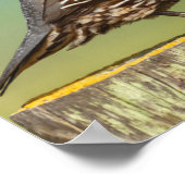 Poster Quail de Californie (Coin)