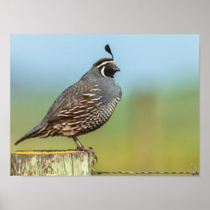 Poster Quail de Californie