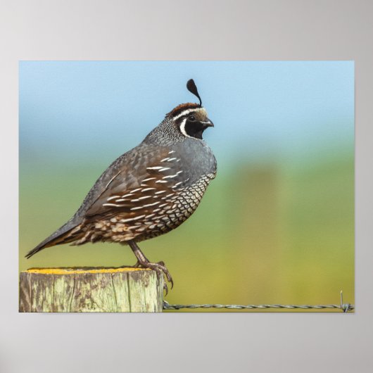 Poster Quail de Californie (Devant)