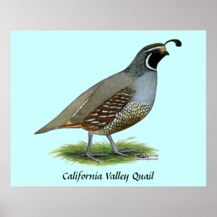 Poster Quail de la Californie
