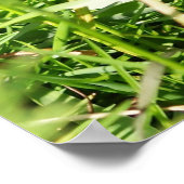 Poster Quail sauvage (Coin)