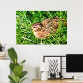 Poster Quail sauvage (Bureau à domicile)