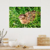Poster Quail sauvage (Cuisine)