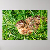 Poster Quail sauvage (Devant)