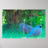Poster Quail sauvage (Devant)