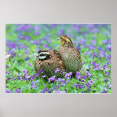 Poster Quail sauvage (Devant)