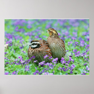 Poster Quail sauvage