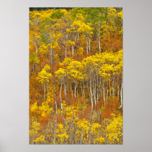 Poster Quaking aspen grove en pleine couleur d'automne en