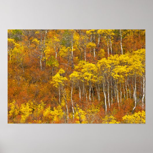 Poster Quaking peuplier de tremble en couleur d'automne d (Devant)
