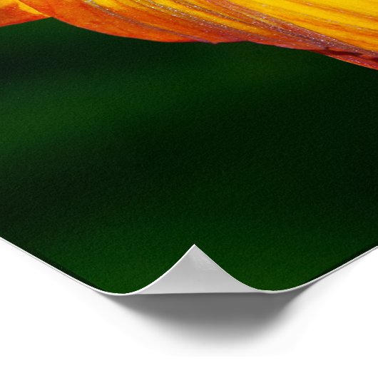 Poster Quand la fleur ne fleurit pas... (Coin)