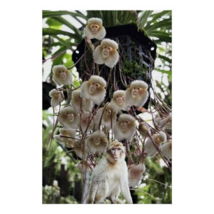 Poster Quand la nature copie la nature.