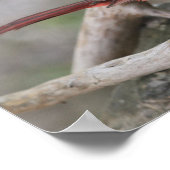 Poster Quand les cardinaux apparaissent, les proches sont (Coin)