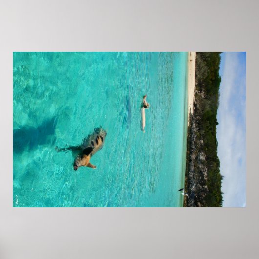 Poster Quand les cochons nagent (Devant)