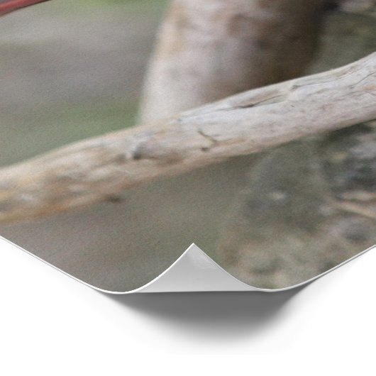 Poster Quand un cardinal apparaît dans votre cour.... (Coin)